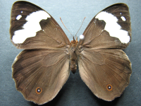 Adult Female Upper of Wonder Brown - Heteronympha mirifica